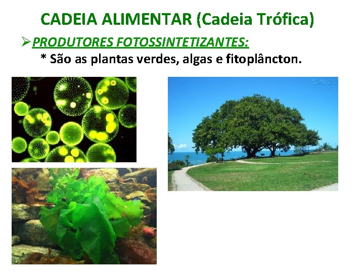 CADEIA ALIMENTAR (Cadeia Trófica) ØPRODUTORES FOTOSSINTETIZANTES: * São as plantas verdes, algas e fitoplâncton.