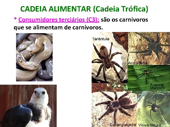 CADEIA ALIMENTAR (Cadeia Trófica) * Consumidores terciários (C 3): são os carnívoros que se