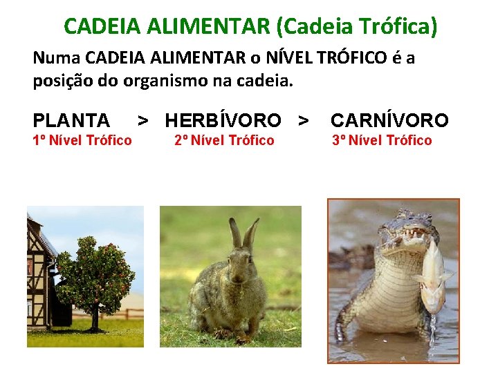 CADEIA ALIMENTAR (Cadeia Trófica) Numa CADEIA ALIMENTAR o NÍVEL TRÓFICO é a posição do