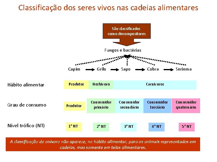 Classificação dos seres vivos nas cadeias alimentares São classificados como decompositores Fungos e bactérias