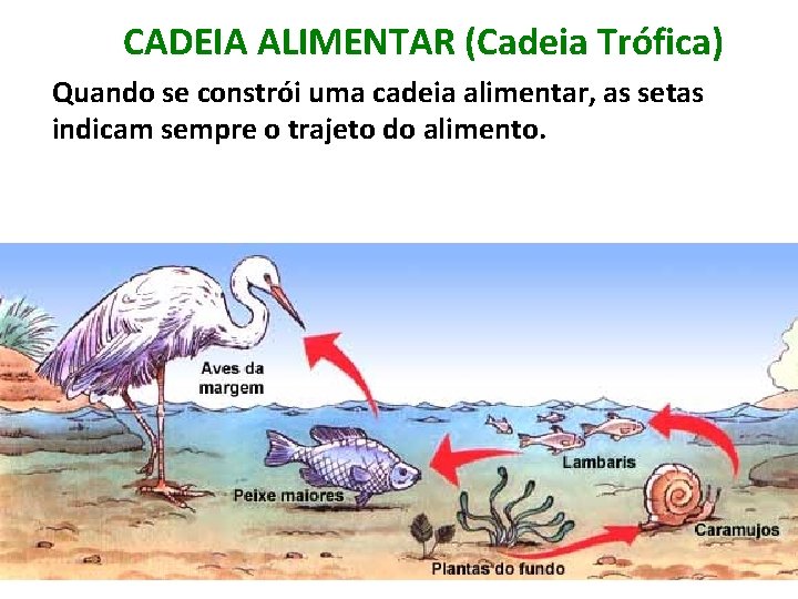 CADEIA ALIMENTAR (Cadeia Trófica) Quando se constrói uma cadeia alimentar, as setas indicam sempre