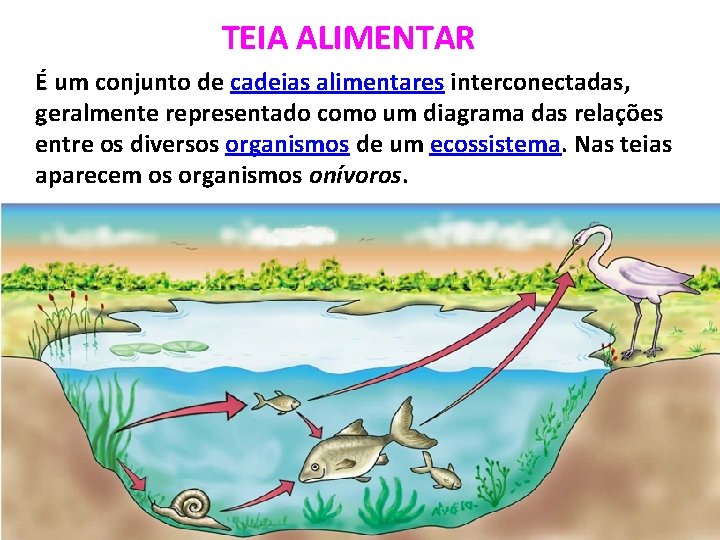 TEIA ALIMENTAR É um conjunto de cadeias alimentares interconectadas, geralmente representado como um diagrama