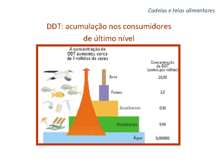 Cadeias e teias alimentares DDT: acumulação nos consumidores de último nível 