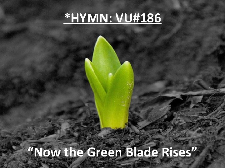 *HYMN: VU#186 “Now the Green Blade Rises” 