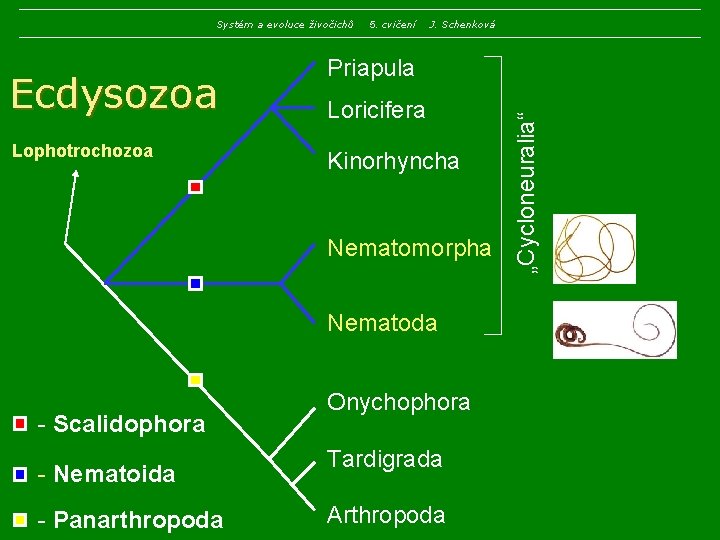 Systém a evoluce živočichů Lophotrochozoa J. Schenková Priapula Loricifera Kinorhyncha Nematomorpha Nematoda - Scalidophora