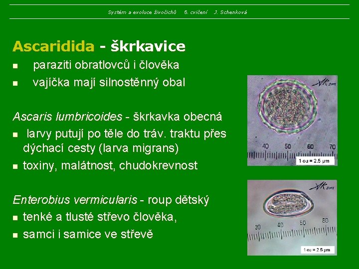 Systém a evoluce živočichů 5. cvičení J. Schenková Ascaridida - škrkavice n n paraziti