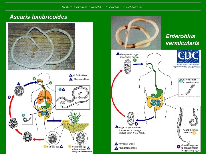 Systém a evoluce živočichů 5. cvičení J. Schenková Ascaris lumbricoides Enterobius vermicularis 