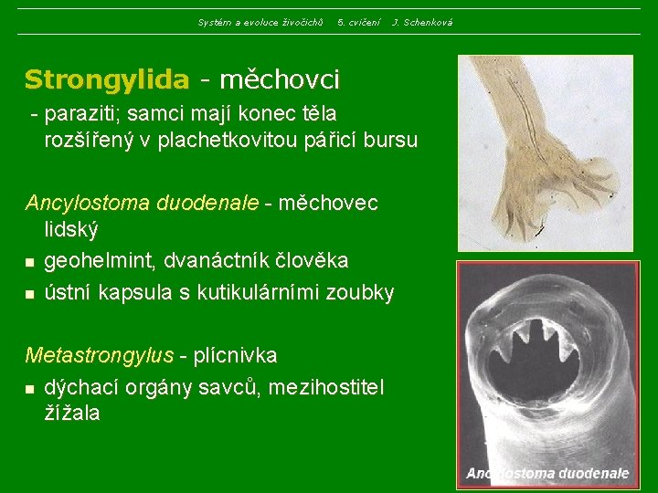 Systém a evoluce živočichů 5. cvičení J. Schenková Strongylida - měchovci - paraziti; samci