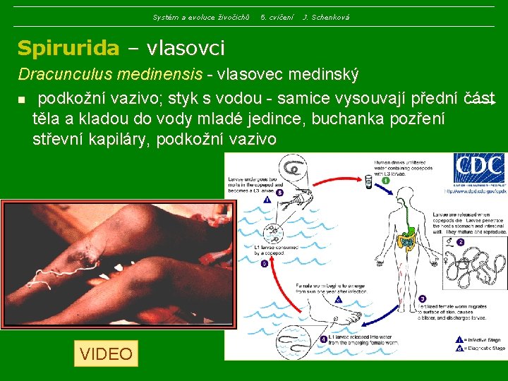 Systém a evoluce živočichů 5. cvičení J. Schenková Spirurida – vlasovci Dracunculus medinensis -