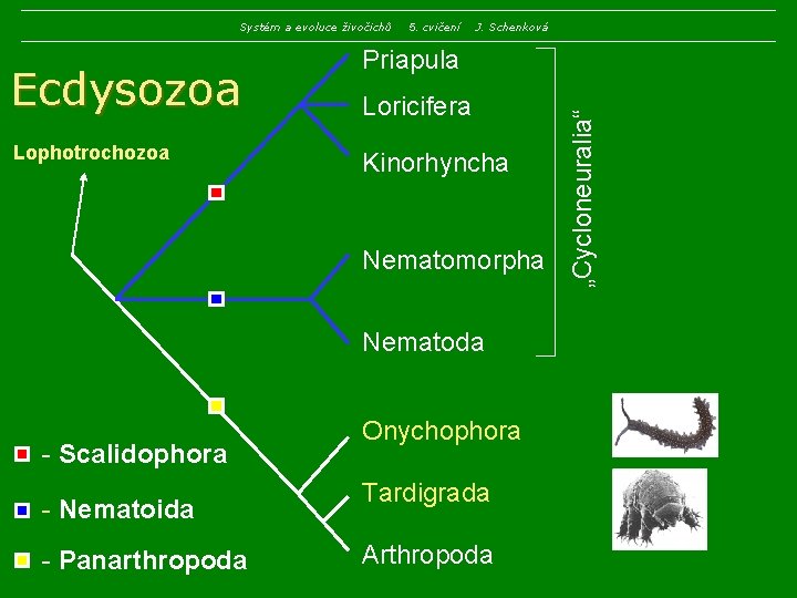 Systém a evoluce živočichů Lophotrochozoa J. Schenková Priapula Loricifera Kinorhyncha Nematomorpha Nematoda - Scalidophora