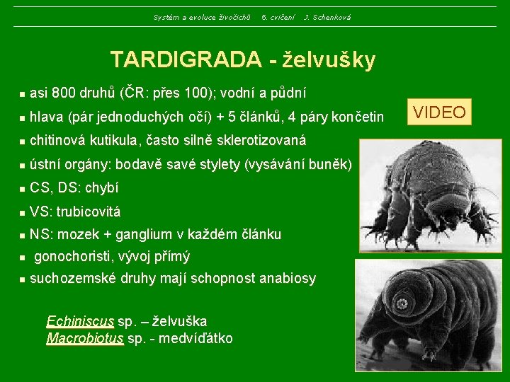 Systém a evoluce živočichů 5. cvičení J. Schenková TARDIGRADA - želvušky n asi 800