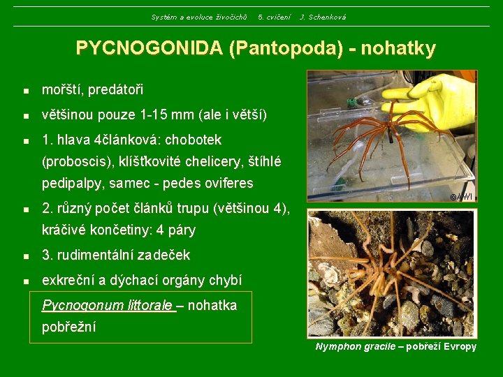 Systém a evoluce živočichů 5. cvičení J. Schenková PYCNOGONIDA (Pantopoda) - nohatky n mořští,