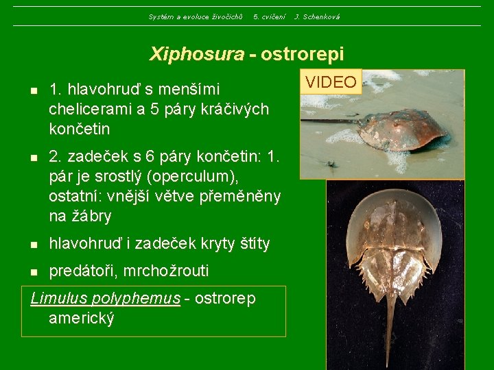 Systém a evoluce živočichů 5. cvičení J. Schenková Xiphosura - ostrorepi n n 1.