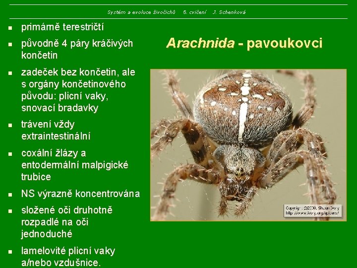 Systém a evoluce živočichů n n n n 5. cvičení J. Schenková primárně terestričtí