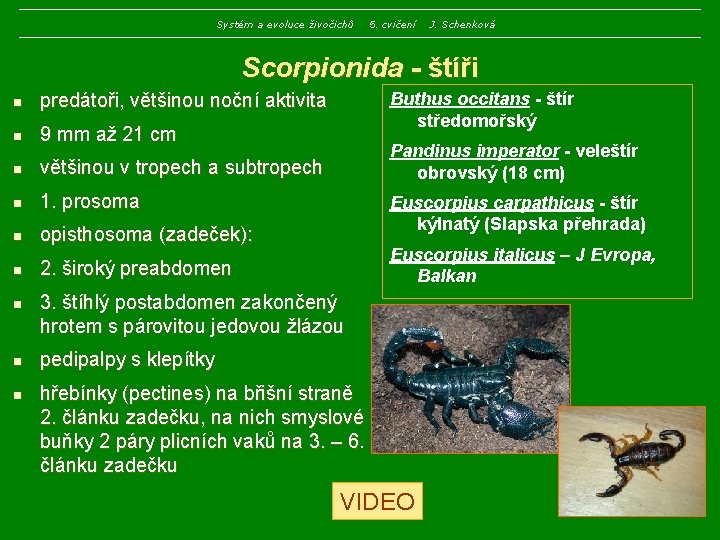 Systém a evoluce živočichů 5. cvičení J. Schenková Scorpionida - štíři n predátoři, většinou