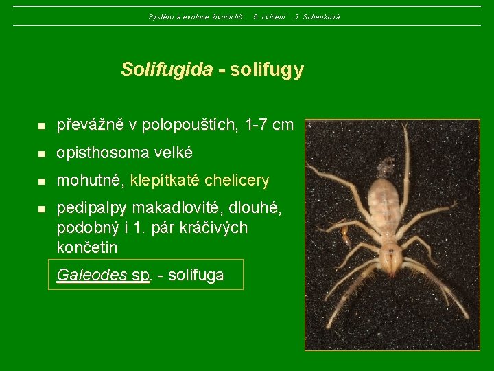 Systém a evoluce živočichů 5. cvičení J. Schenková Solifugida - solifugy n převážně v