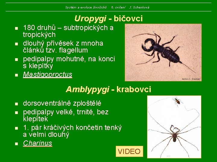 Systém a evoluce živočichů 5. cvičení J. Schenková Uropygi - bičovci n n 180