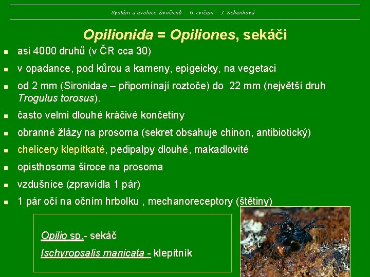 Systém a evoluce živočichů 5. cvičení J. Schenková Opilionida = Opiliones, sekáči n asi