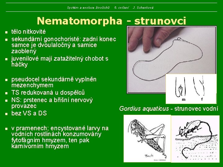 Systém a evoluce živočichů 5. cvičení J. Schenková Nematomorpha - strunovci n n n