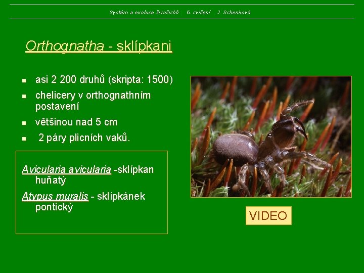 Systém a evoluce živočichů 5. cvičení J. Schenková Orthognatha - sklípkani n n asi