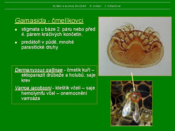 Systém a evoluce živočichů 5. cvičení Gamasida - čmelíkovci n n stigmata u báze