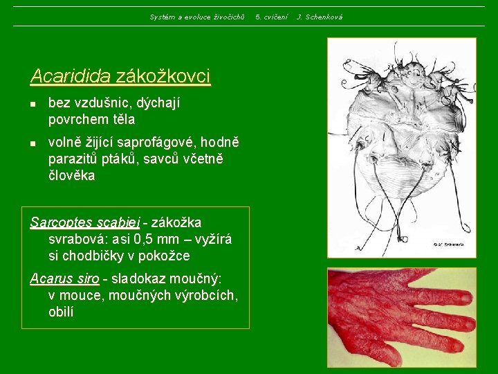 Systém a evoluce živočichů Acaridida zákožkovci n n bez vzdušnic, dýchají povrchem těla volně