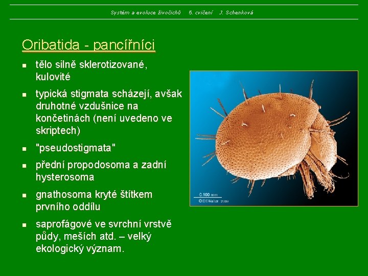 Systém a evoluce živočichů Oribatida - pancířníci n n n tělo silně sklerotizované, kulovité