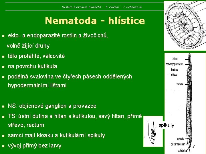 Systém a evoluce živočichů 5. cvičení J. Schenková Nematoda - hlístice n ekto- a