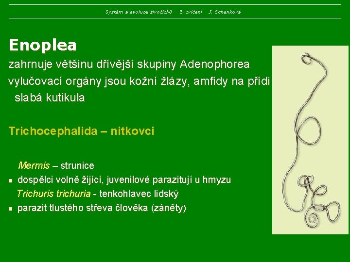 Systém a evoluce živočichů 5. cvičení J. Schenková Enoplea zahrnuje většinu dřívější skupiny Adenophorea