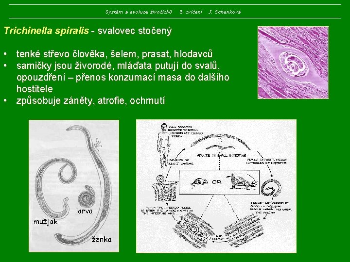 Systém a evoluce živočichů 5. cvičení J. Schenková Trichinella spiralis - svalovec stočený •