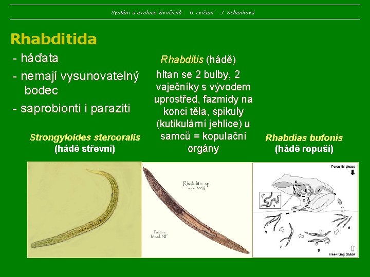 Systém a evoluce živočichů 5. cvičení J. Schenková Rhabditida - háďata Rhabditis (hádě) -