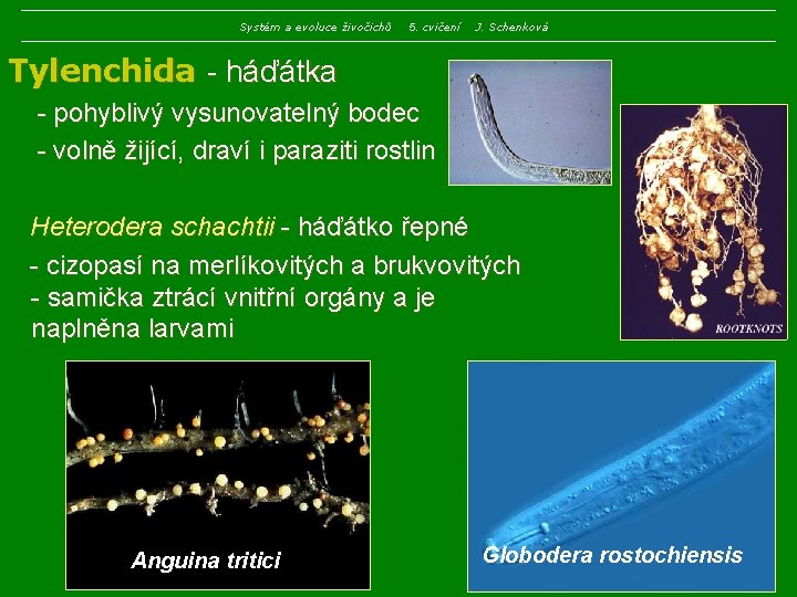 Systém a evoluce živočichů 5. cvičení J. Schenková Tylenchida - háďátka - pohyblivý vysunovatelný