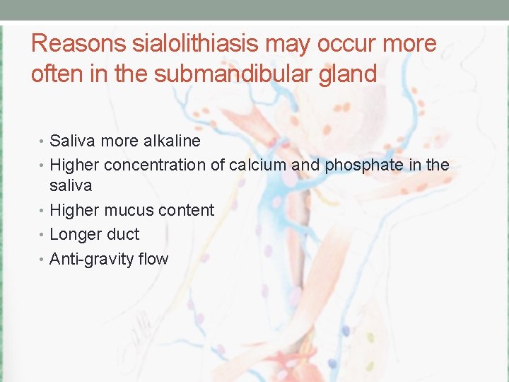 Reasons sialolithiasis may occur more often in the submandibular gland • Saliva more alkaline