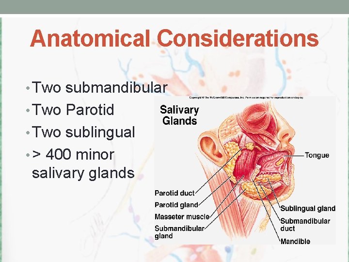 Anatomical Considerations • Two submandibular • Two Parotid • Two sublingual • > 400