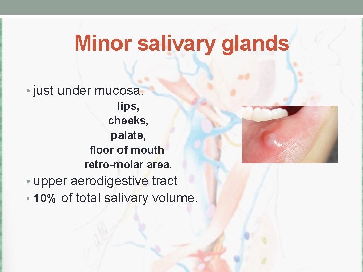 Minor salivary glands • just under mucosa. lips, cheeks, palate, floor of mouth retro-molar