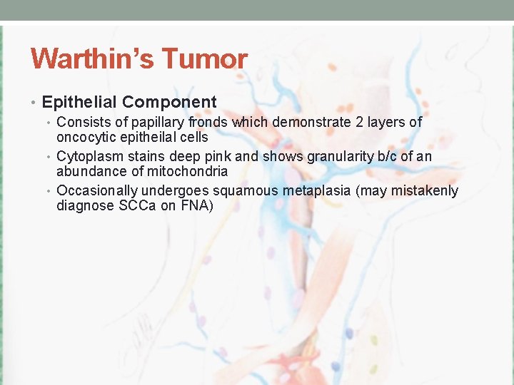 Warthin’s Tumor • Epithelial Component • Consists of papillary fronds which demonstrate 2 layers