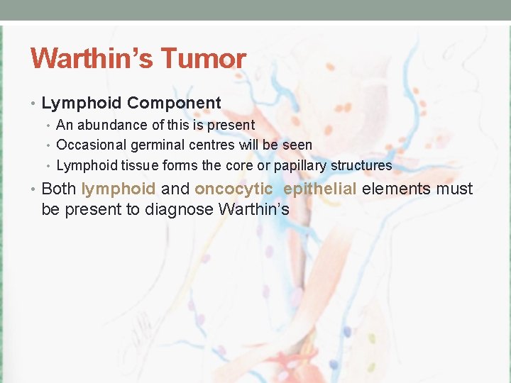 Warthin’s Tumor • Lymphoid Component • An abundance of this is present • Occasional