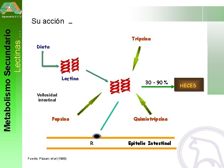 Metabolismo Secundario Lectinas … Agronomía-U. C. V. Su acción. . . Tripsina Dieta Lectina