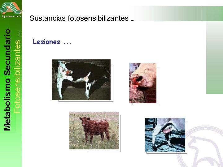 Metabolismo Secundario Fotosensibilizantes … Agronomía-U. C. V. Sustancias fotosensibilizantes. . . Animal hipersensible a