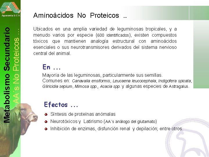 Metabolismo Secundario AA´s No Proteicos … Agronomía-U. C. V. Aminoácidos No Proteicos. . .