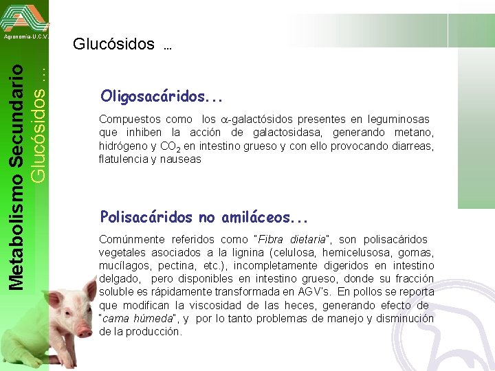 Metabolismo Secundario Glucósidos … Agronomía-U. C. V. Glucósidos . . . Oligosacáridos. . .