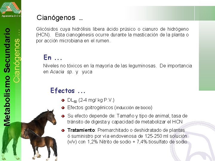 Metabolismo Secundario Cianógenos … Agronomía-U. C. V. Cianógenos . . . Glicósidos cuya hidrólisis