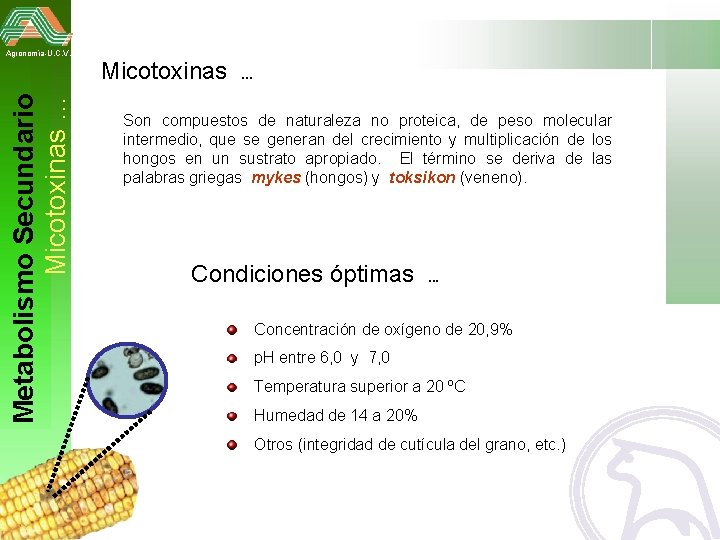 Metabolismo Secundario Micotoxinas … Agronomía-U. C. V. Micotoxinas . . . Son compuestos de