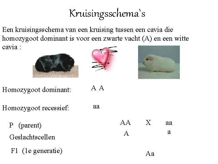 Kruisingsschema`s Een kruisingsschema van een kruising tussen een cavia die homozygoot dominant is voor