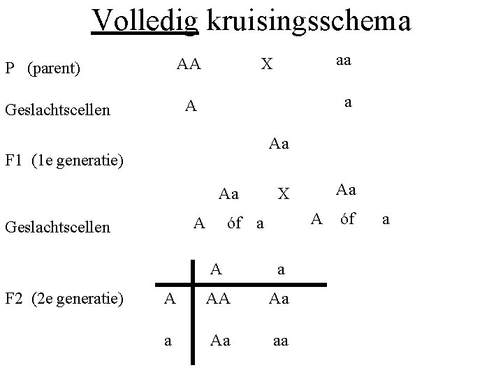 Volledig kruisingsschema AA P (parent) a A Geslachtscellen Aa F 1 (1 e generatie)