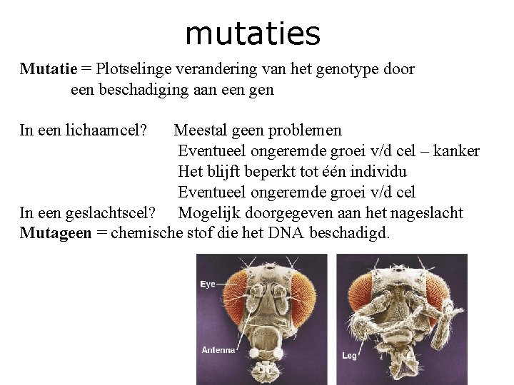 mutaties Mutatie = Plotselinge verandering van het genotype door een beschadiging aan een gen mutaties Mutatie = Plotselinge verandering van het genotype door een beschadiging aan een gen
