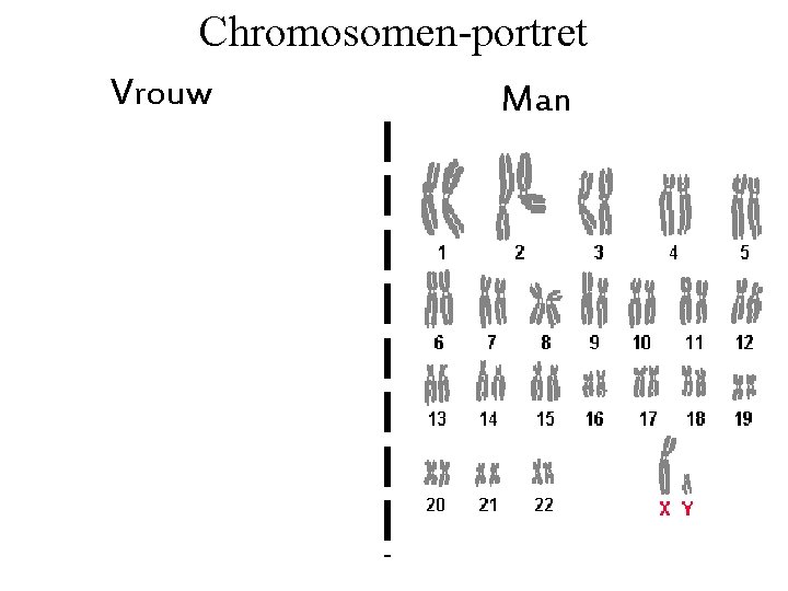 Chromosomen-portret Vrouw Man 