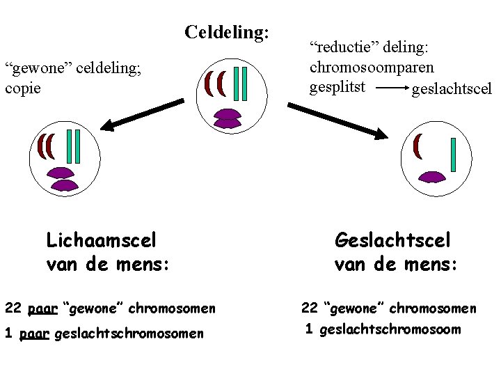 Celdeling: “gewone” celdeling; copie Lichaamscel van de mens: 22 paar “gewone” chromosomen 1 paar