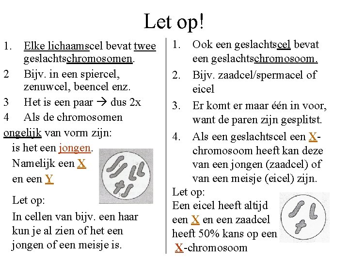 Let op! 1. Elke lichaamscel bevat twee geslachtschromosomen. 2 Bijv. in een spiercel, zenuwcel,