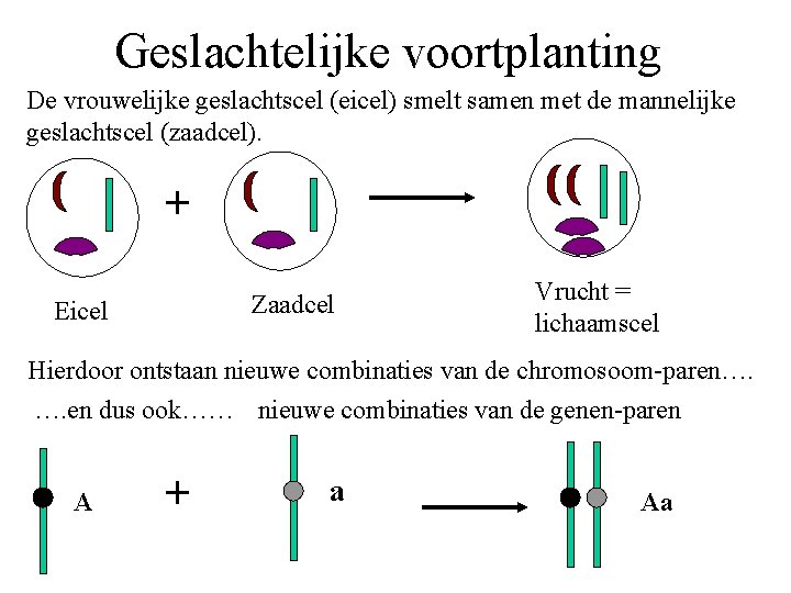 Geslachtelijke voortplanting De vrouwelijke geslachtscel (eicel) smelt samen met de mannelijke geslachtscel (zaadcel). +